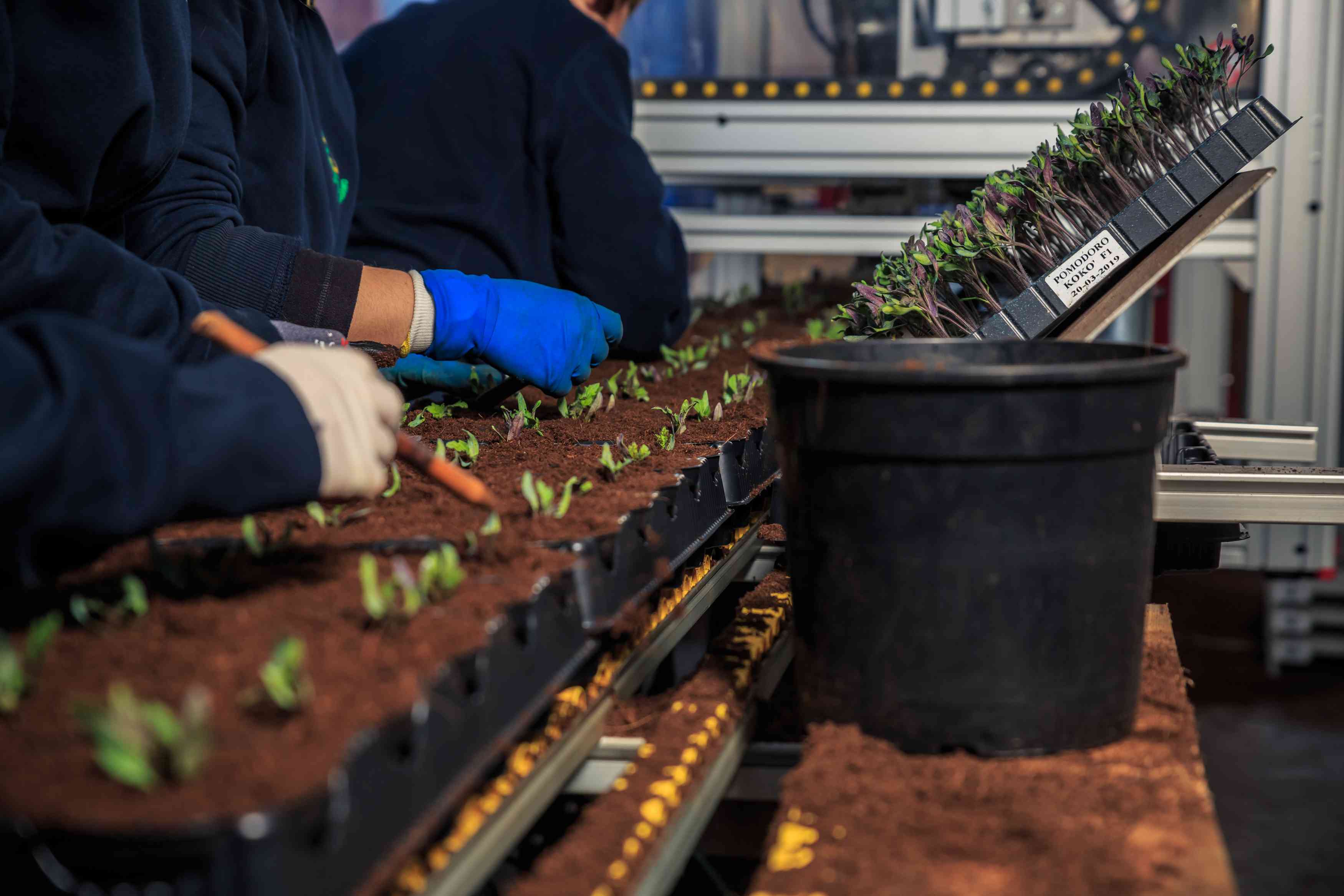 Azienda Agricola COSTANZO SAVIO E DORIANO - cella di germinazione